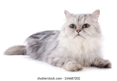 420 Tricolor persian cat Images, Stock Photos & Vectors | Shutterstock