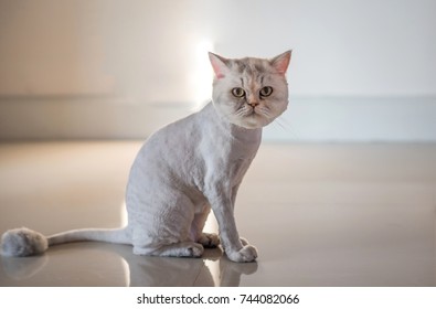 Persian Cat Haircut Styles , Lion Cut For Cats Concept.