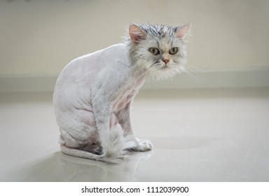 Persian Cat Haircut Styles ,wet Cat After A Bath.