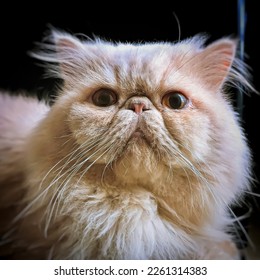 The Persian cat  also known as the Persian longhair cat  is long  haired cat breed characterized by round face  flat nose   short muzzle 