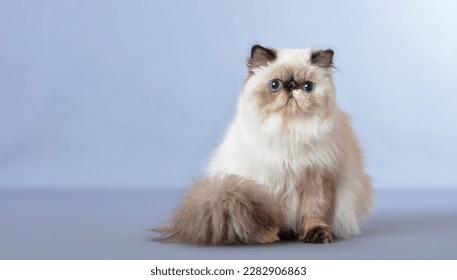 The Persian cat, also known as the Persian longhair, is a long-haired breed of cat characterized by a round face and short muzzle. 
