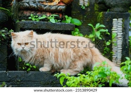 Persian cat (kucing persia). He is a long-haired domestic cat with a round face and short muzzle