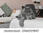 Persian cat with long fur of grey color sitting on a sofa in a funny pose. Cute pet
