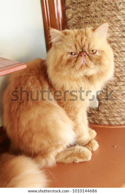 Persian Cat Longhaired Breed Cat Characterized Stock Photo Edit