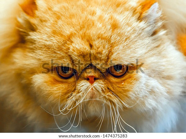 Persian Cat Longhaired Breed Cat Characterized Animals Wildlife