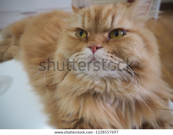 Persian Cat Longhaired Orange Resting On Stock Photo Edit Now