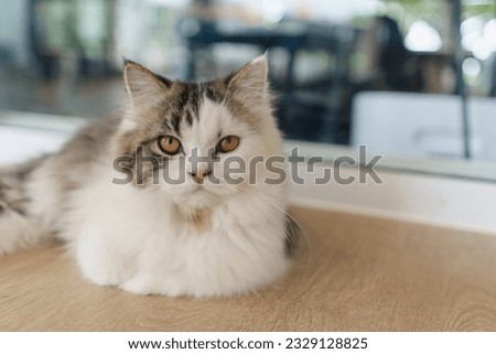 Persian cat looking at the camera and lying on the floor at home, mixed breed cat is a cross between breeds or a purebred cat and a domestic cat. Animal cats concept.