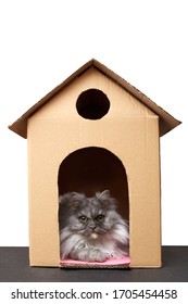 Persian cat lying in cardboard house on black floor and with white background