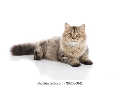 Persian cat lying and looking on white background,isolated