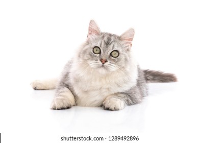 30,952 Persian Cat White Background Images, Stock Photos & Vectors ...