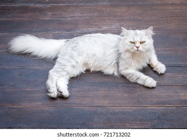 Persian Cat Haircut Styles Lion Cut Stock Photo (Edit Now) 744082066