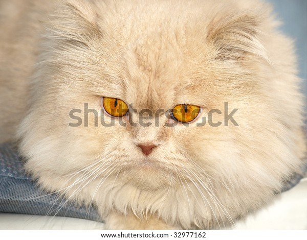 persian cat orange eyes