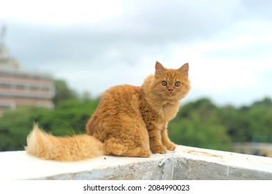 A Persian Cat Perching On A Wall.