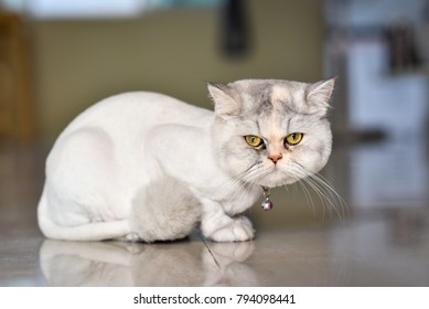 Imagenes Fotos De Stock Y Vectores Sobre Haircut Cat