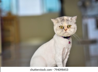 Shaved Cat Images Stock Photos Vectors Shutterstock