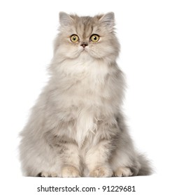 19,241 Persian cat sitting Images, Stock Photos & Vectors | Shutterstock