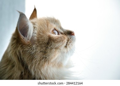 Persian Cat Sitting Near The Window 