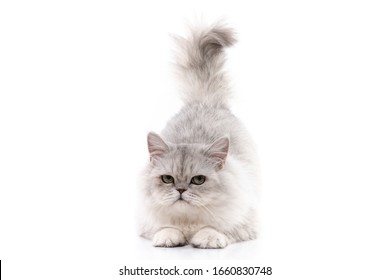 Persian Cat Sitting On White Backgroundisolated Stock Photo 1660830748 ...