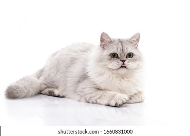 Persian cat Stick out tongue on white background,isolated