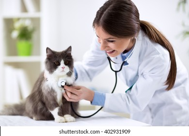 Persian cat with veterinarian doctor at vet clinic - Shutterstock ID 402931909