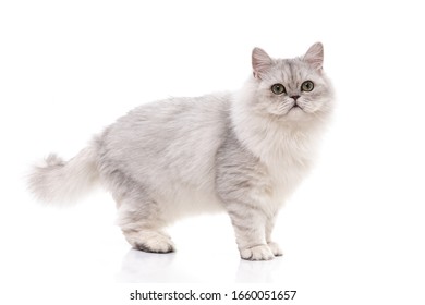 Chinchilla Persian Cat Hd Stock Images Shutterstock