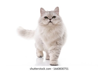 Persian Cat Walking On White Background,isolated