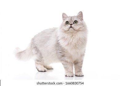 Persian Cat Walking On White Background,isolated