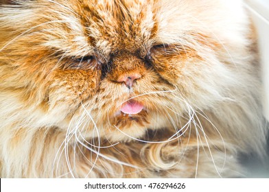 Persian cat with watery sick eyes