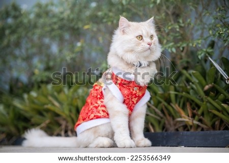 Persian cat yellow wearing a red shirt flower garden.