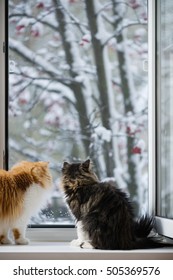 The Persian cats look out of the window on the winter park with trees