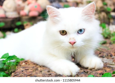 white cat yellow eyes