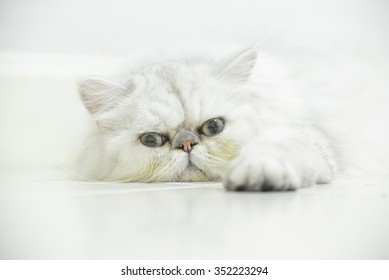 Persian Cat Eyes Stock Photos Images Photography Shutterstock