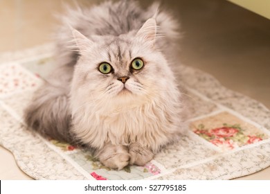 Persian Chinchilla Cat Crouch On Doormat