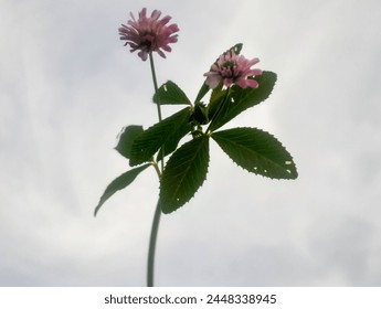 Planta de trébol persa (trifolium resupinatum) también conocida como trébol egipcio y trébol de shaftal aislado en blanco.