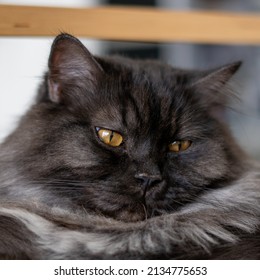 Persian Dark Brown Cat Close Up