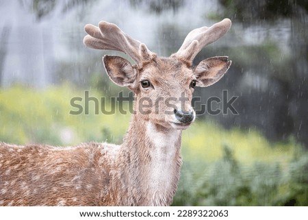 Persian fallow deer in the rain (Dama dama mesopotamica).