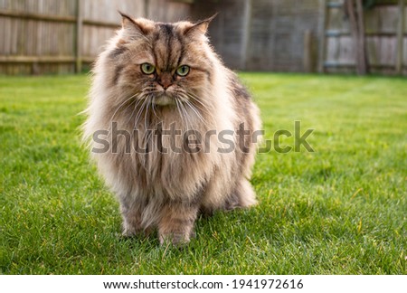 Persian golden chinchilla cat in a grassy garden