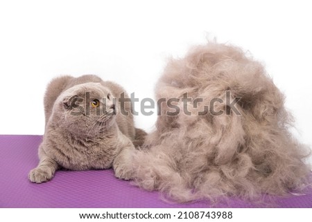 A persian gray cat looks with surprise at a large pile of his own fur after a haircut in an animal beauty salon. Selective focus. Isolated on white.