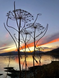 Persian Hogweed In Sunset, Close To Tromsø, Northern Norway
