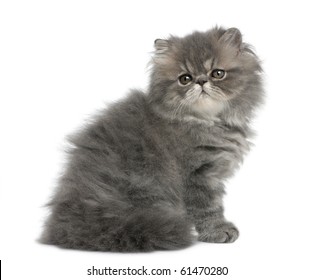 15,772 Gray persian cat Images, Stock Photos & Vectors | Shutterstock