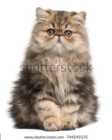 Persian Kitten, 3 months old, sitting in front of white background