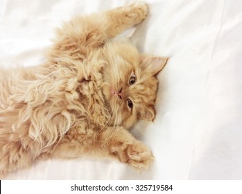 Persian kitten, 4 months old. - Shutterstock ID 325719584