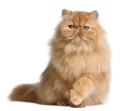 Persian kitten, 6 months old, in front of white background, an Animal Photo by Eric Isselee
