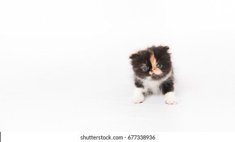 1000 Short Hair Persian Kitten Stock Images Photos Vectors