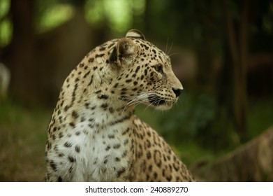 Persian Leopard