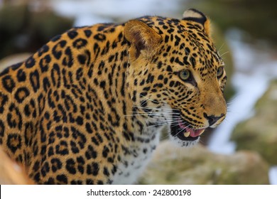 Persian Leopard