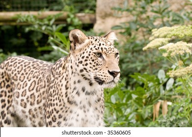 Persian Leopard