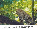 Persian leopard (Panthera pardus saxicolor), known as the Caucasian leopard