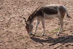 A Persian Onager Eating. At Chester Zoo