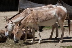 Persian Onager (Equus Hemionus Onager), Also Known As The Persian Wild Ass. Wildlife Animal. 